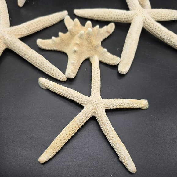 Natural White Starfish Collection For Crafts & Decor Large and Small DH1362 - Picture 7 of 8